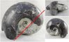 Goniatite sp - Ammonite fossilisée et polie - 8 x 6,6 x 4,3 cm environ - Poids : 245 grammes environ