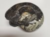 Goniatite sp - Ammonite fossilisée et polie - 8,5 x 7 x 4,3 cm environ - Poids : 270 grammes environ